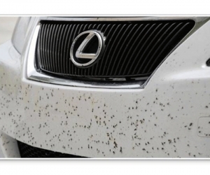 راهکارهایی برای پاک کردن حشرات از روی بدنه اتومبیل