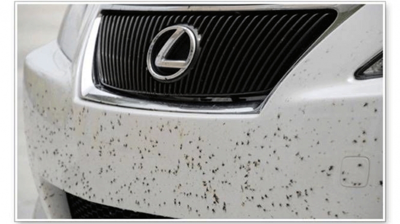راهکارهایی برای پاک کردن حشرات از روی بدنه اتومبیل